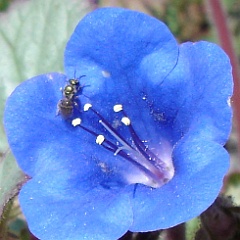 lasioglossum subgenus dialictus - small sweat bee on phacelia lasioglossum subgenus dialictus